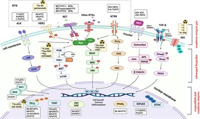 Towards an era of precise diagnosis and treatment: Role of novel molecular modification-based imaging and therapy for dedifferentiated thyroid cancer